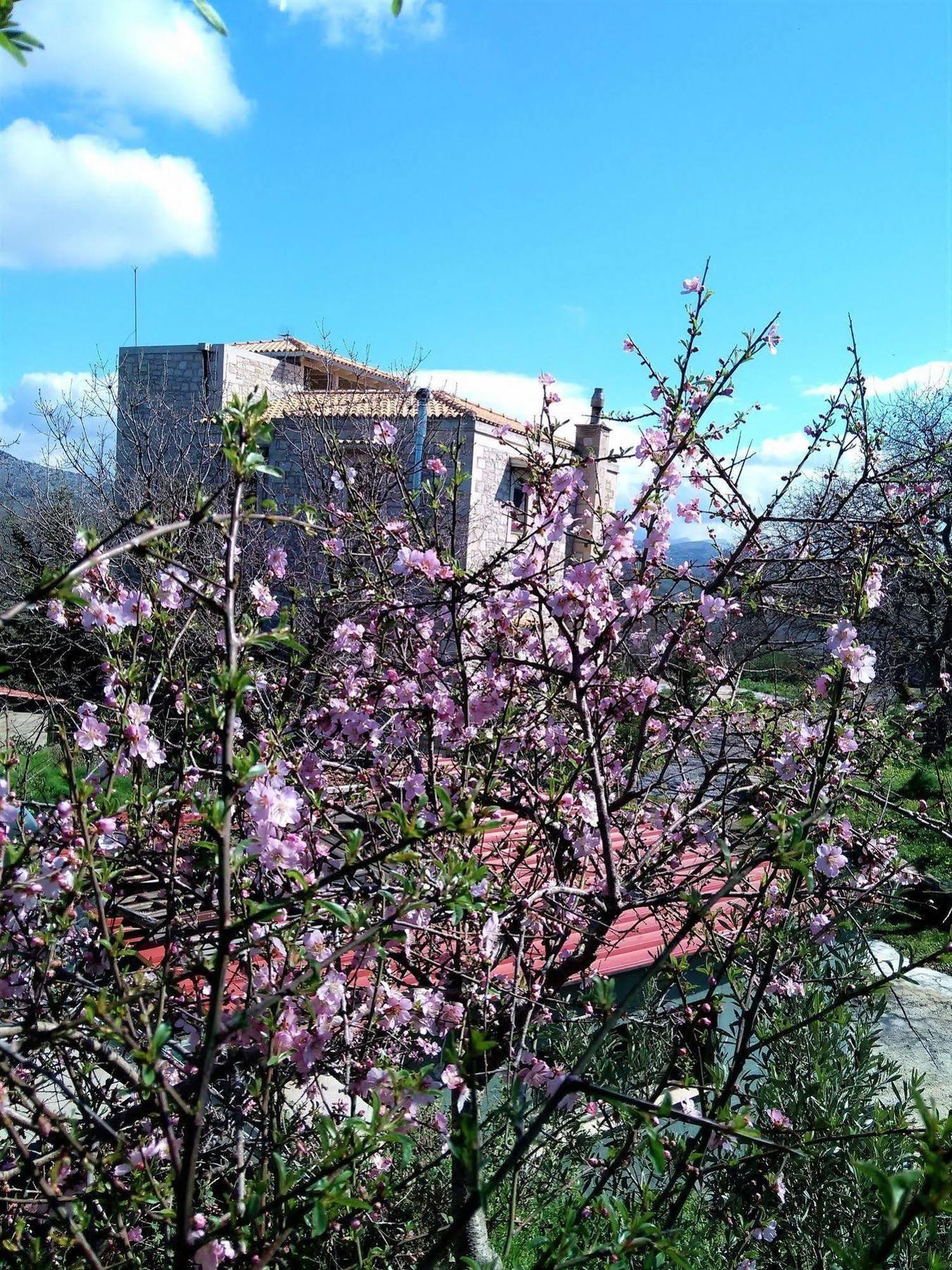 Villa Ermis - The Cretan Castello Kástellos المظهر الخارجي الصورة
